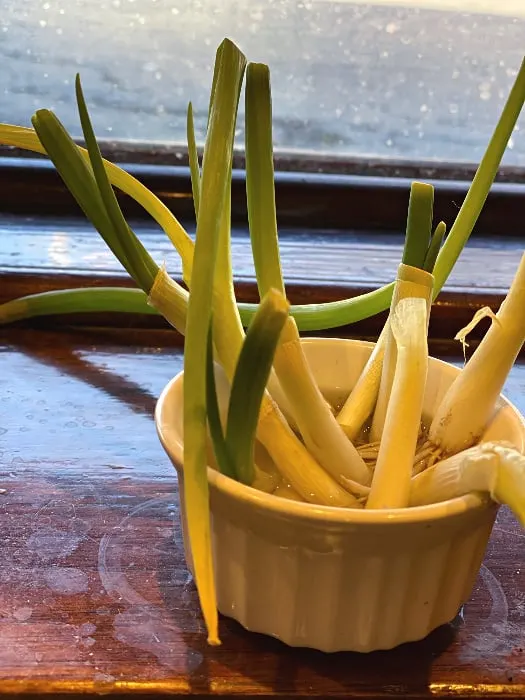 re-grow green onions root end down in water