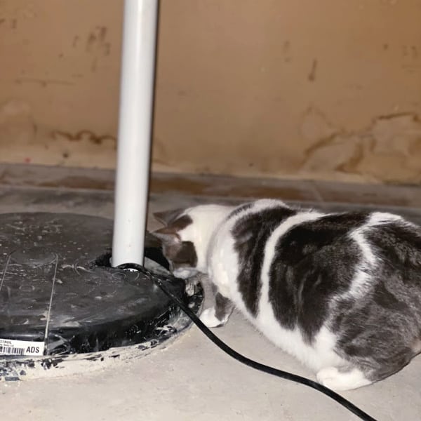 gray and white cat investigating a sump pump