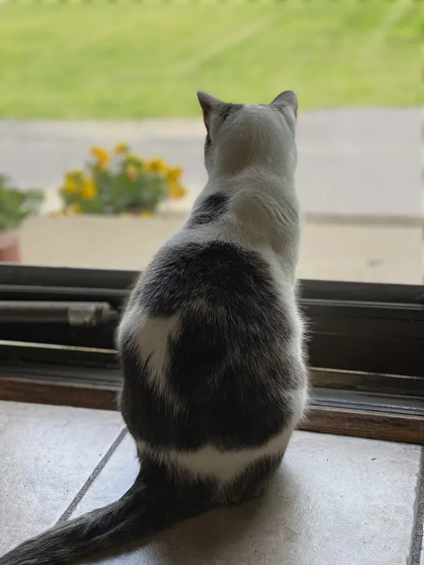 cat looking wistfully out a screen door