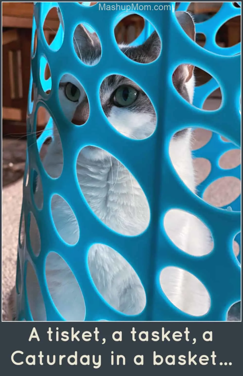 grey and white cat in a blue laundry hamper on Caturday