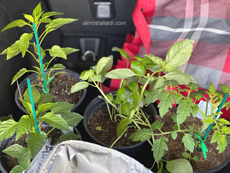 garden plants in this week's ALDI Finds 