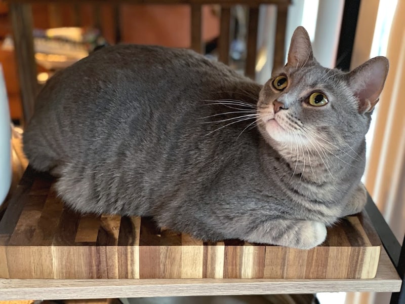 gray cat on a cutting board