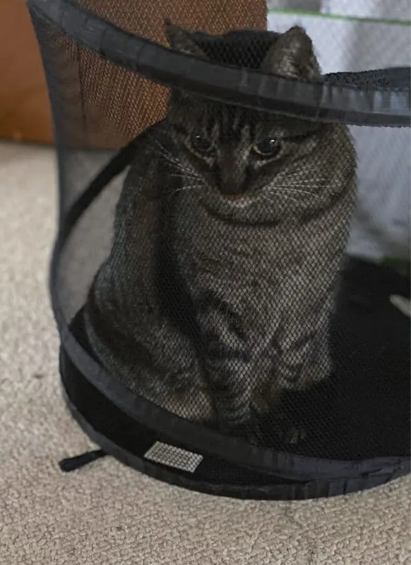 brown tabby cat in a laundry hamper