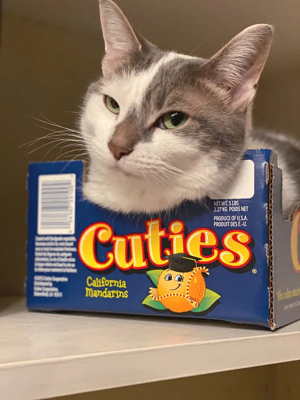 cat in a cuties clementines box