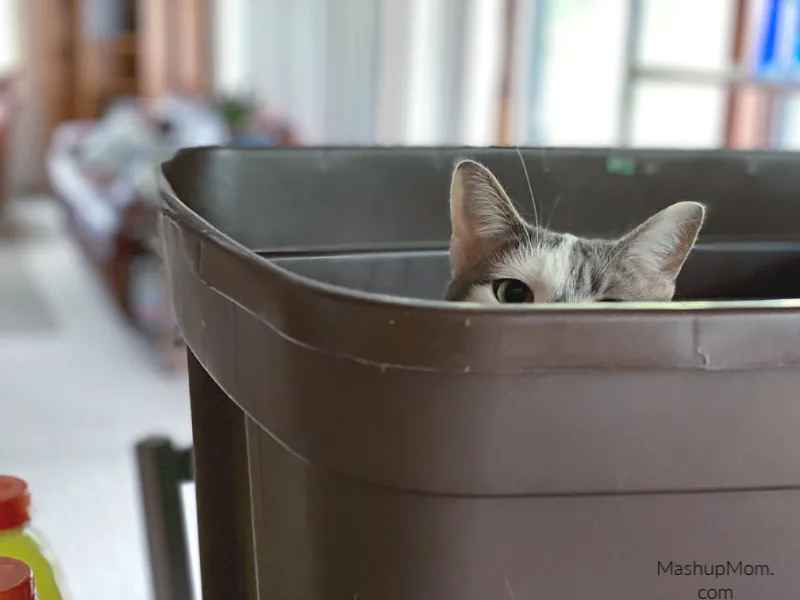 cat peeking out of a bin
