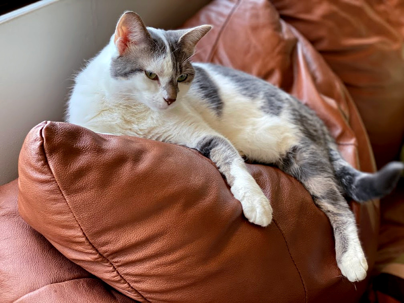 lazy cat on a couch