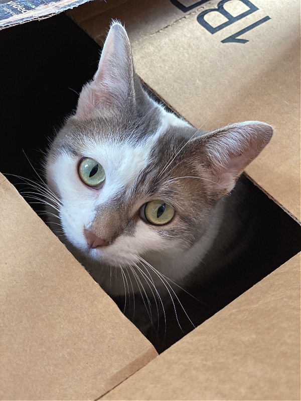 cat's head poking out of a box