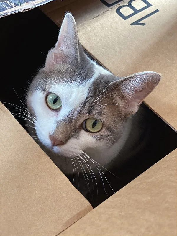 cat's head poking out of a box