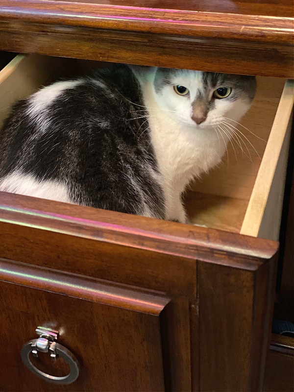 cat in a drawer