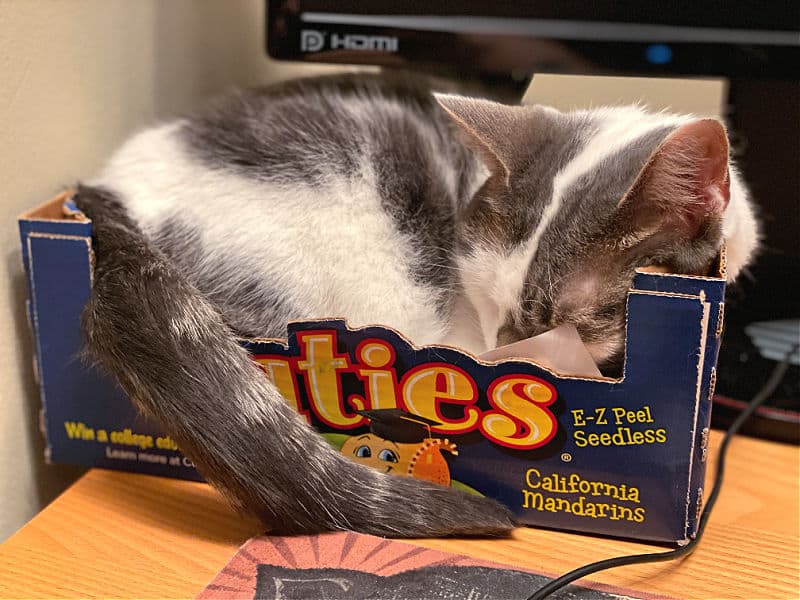 cat sleeping in a cuties box
