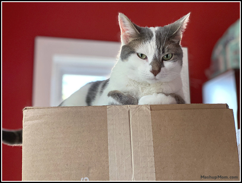 Bad Kitty Lucy on a box