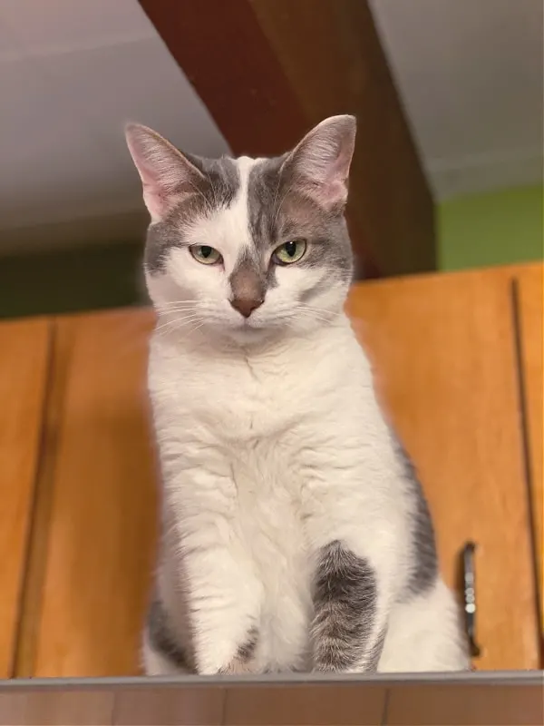 cat on a fridge