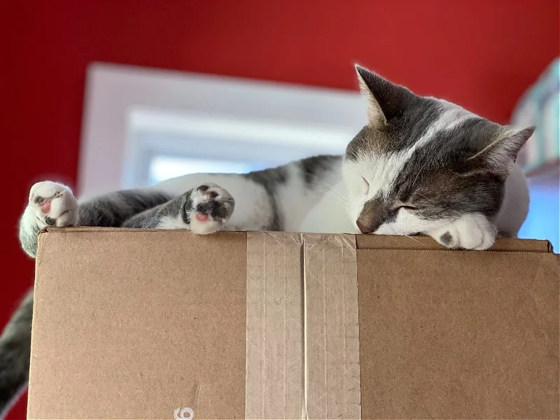 gray and white cat sleeping on a box