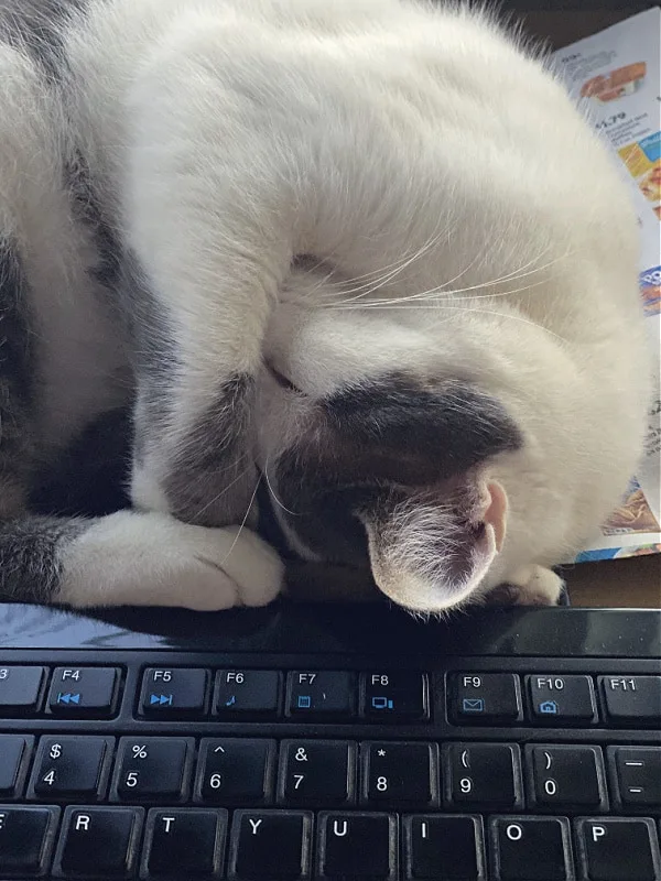 cat curled up by keyboard