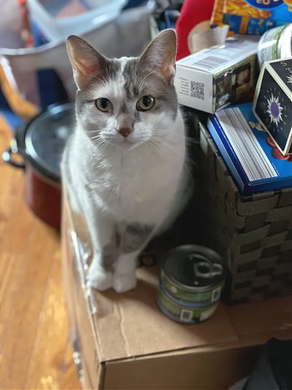 kitty lucy supervises unpacking