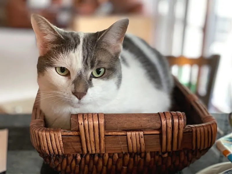 cat in a basket