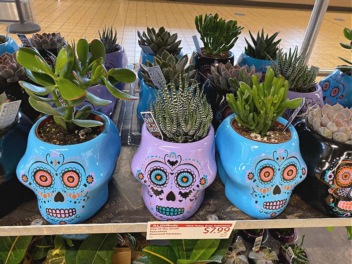 day of the dead succulents at aldi