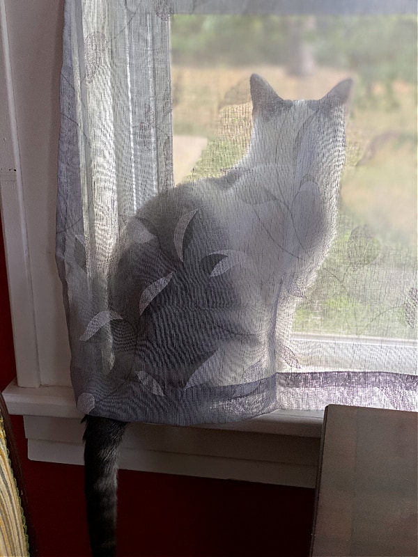 cat behind a sheer curtain