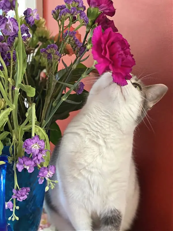 white cat smells a pink flower