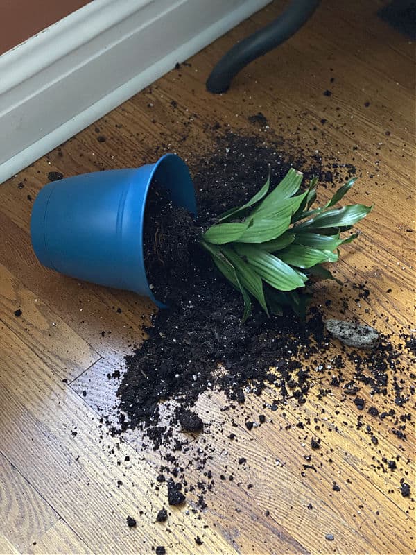 cat destroyed a plant