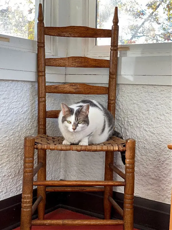 little cat on a big chair