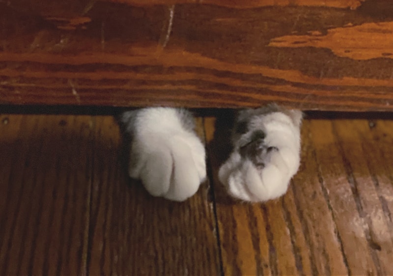 kitty paws under the door