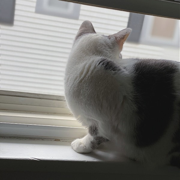 grey and white cat looking out a window