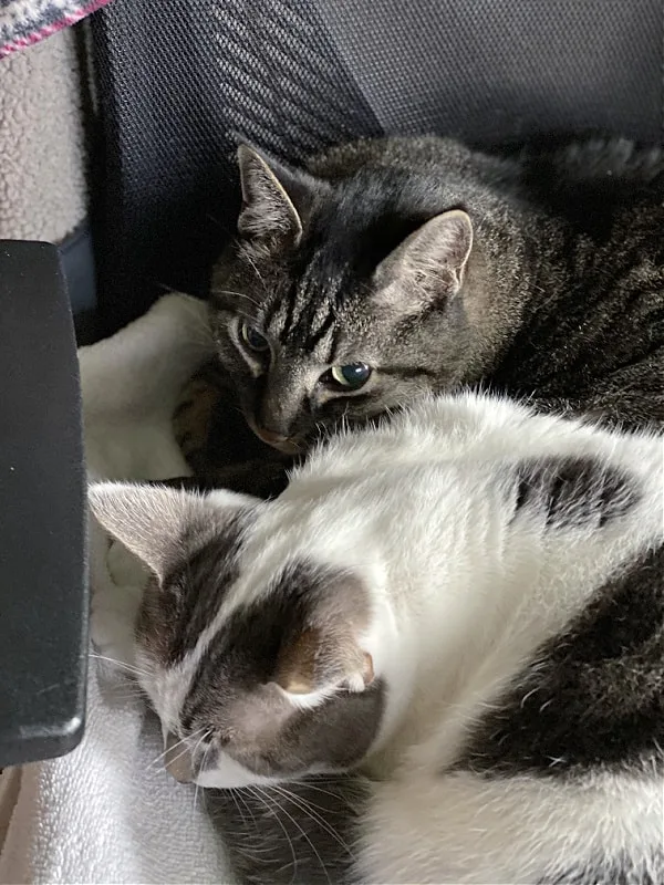 cats curled up together on a chair