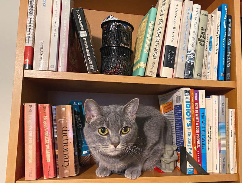 grey cat on a bookcase