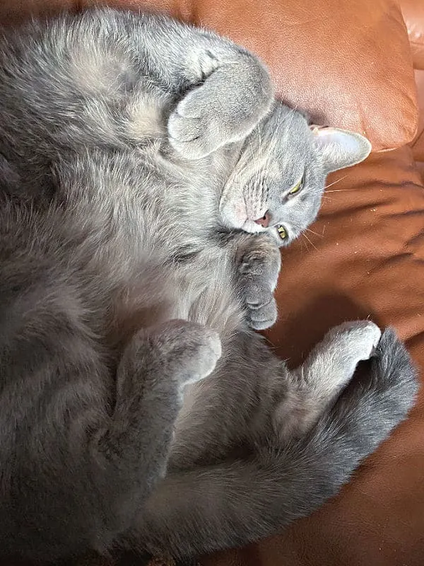 curled up gray cat on a chair