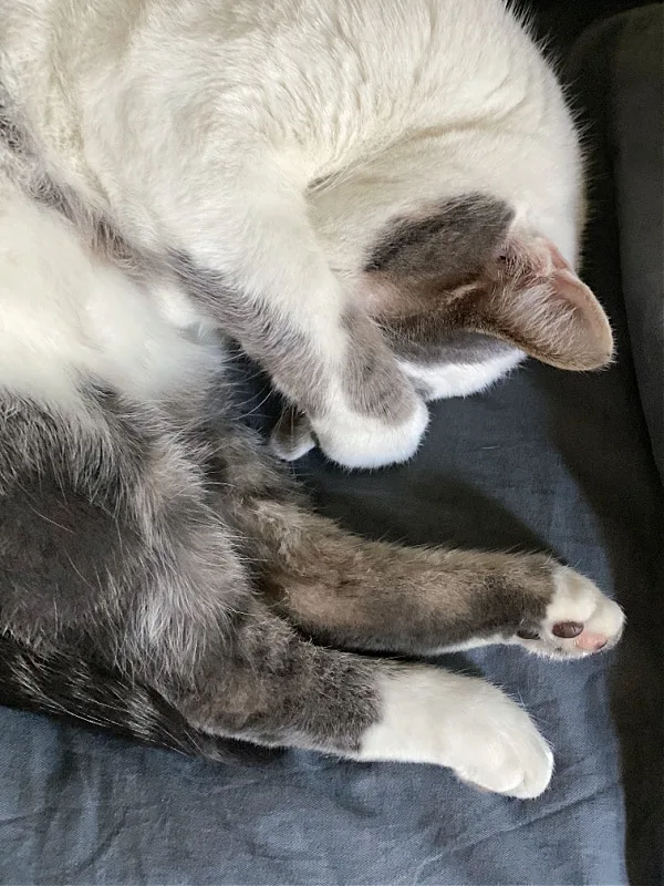 sleepy gray and white cat