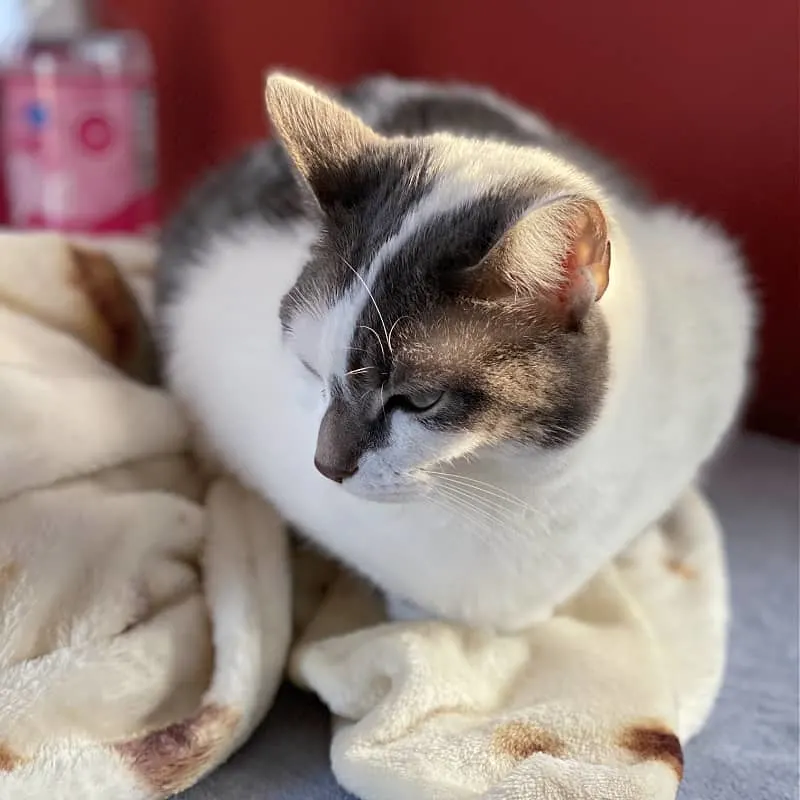 bad kitty lucy on a burrito blanket