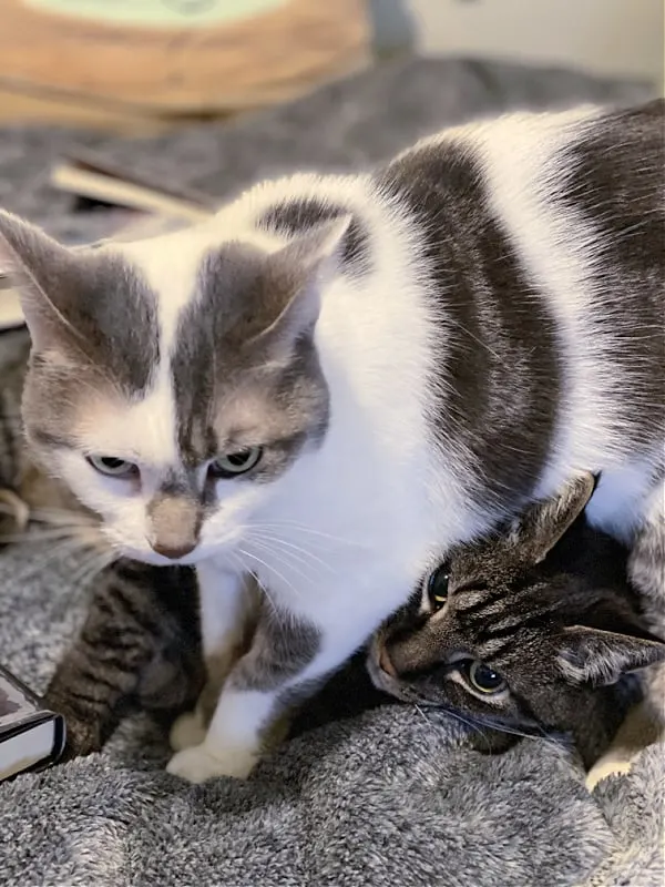 white and gray cat standing over a brown tabby