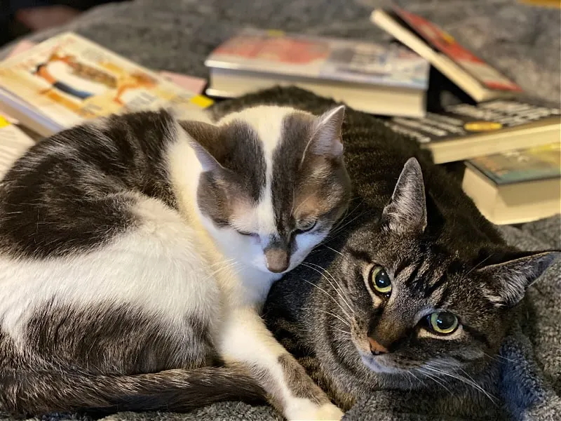 books and cats on a bed