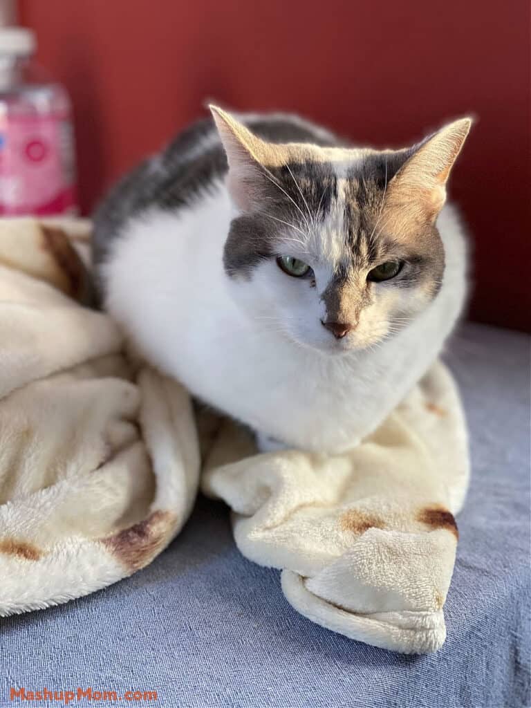 grey and white cat is queen of the world