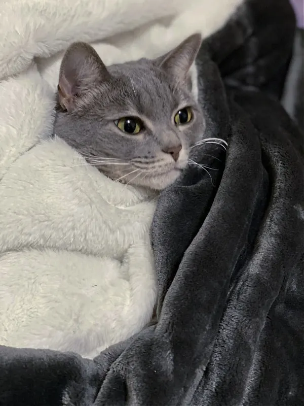 cat peeking out of blankets