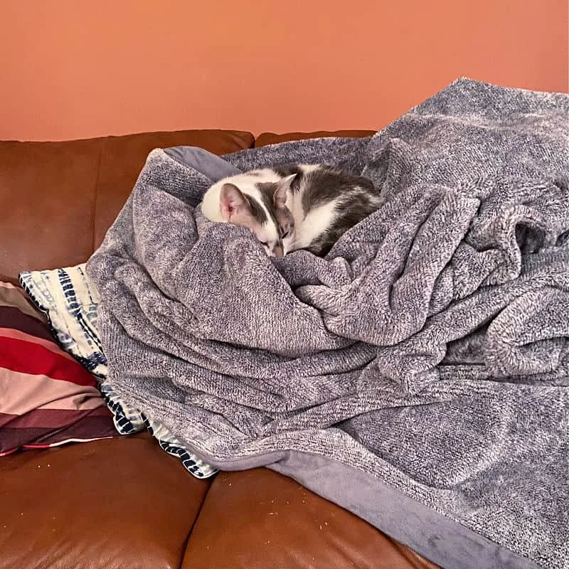 princess cat and the pea on layers of blankets