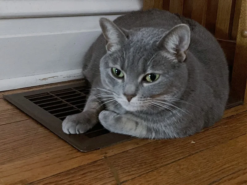 gray cat on a heater vent