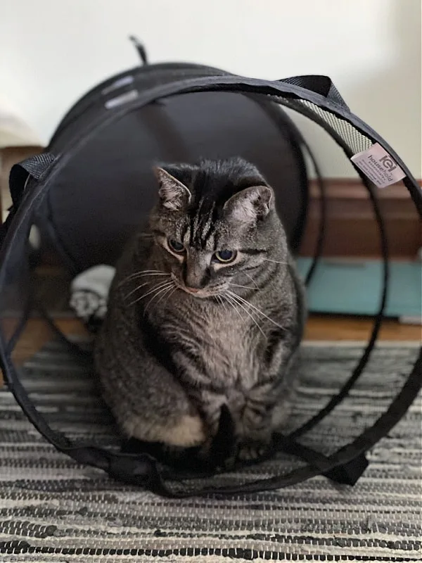 cat in a laundry hamper