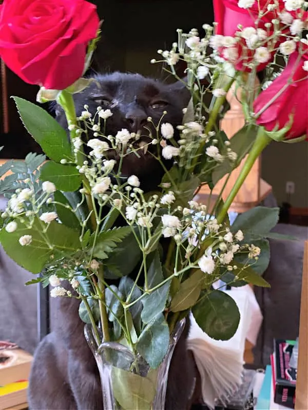 black cat pretending to hide behind roses