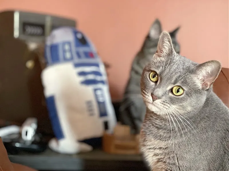gray cat Gnocchi with R2D2 pillow