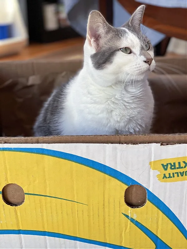 white and gray cat in a banana box