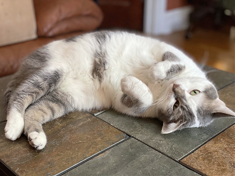 Caturday with the Notorious BKL and Friends -- sleepy white cat