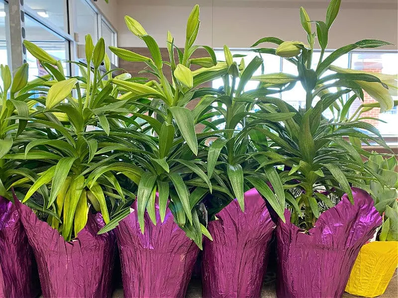 easter lilies at aldi