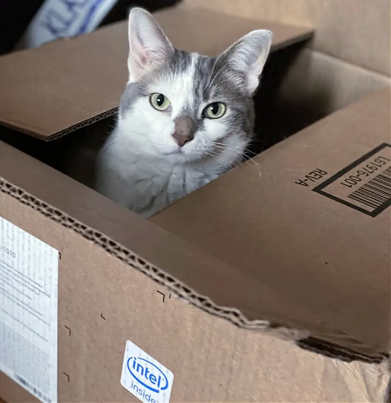 white cat in an intel inside box
