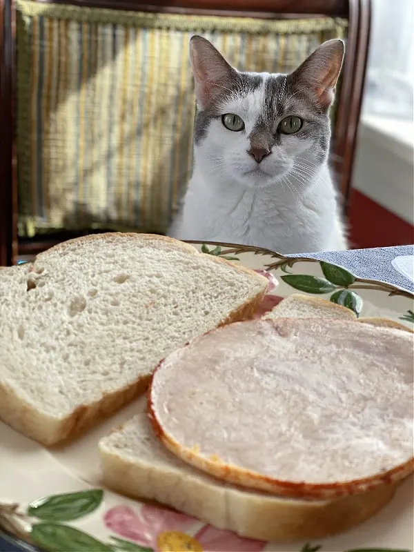 white cat at a table wanting a sandwich
