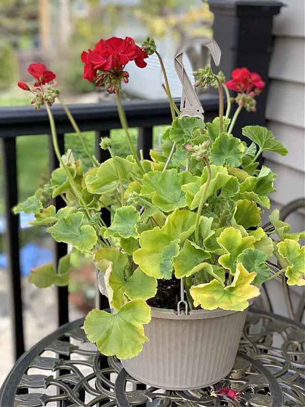 hanging baskets from aldi