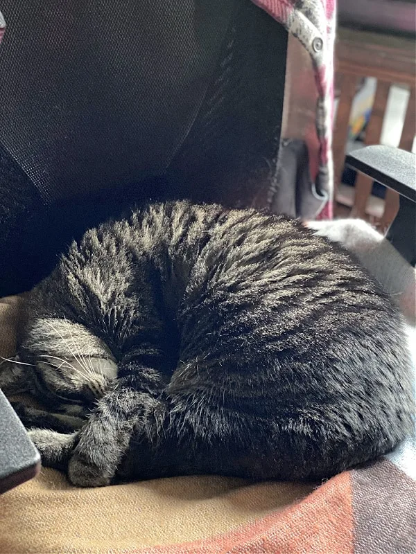 brown cat sleeping on a chair