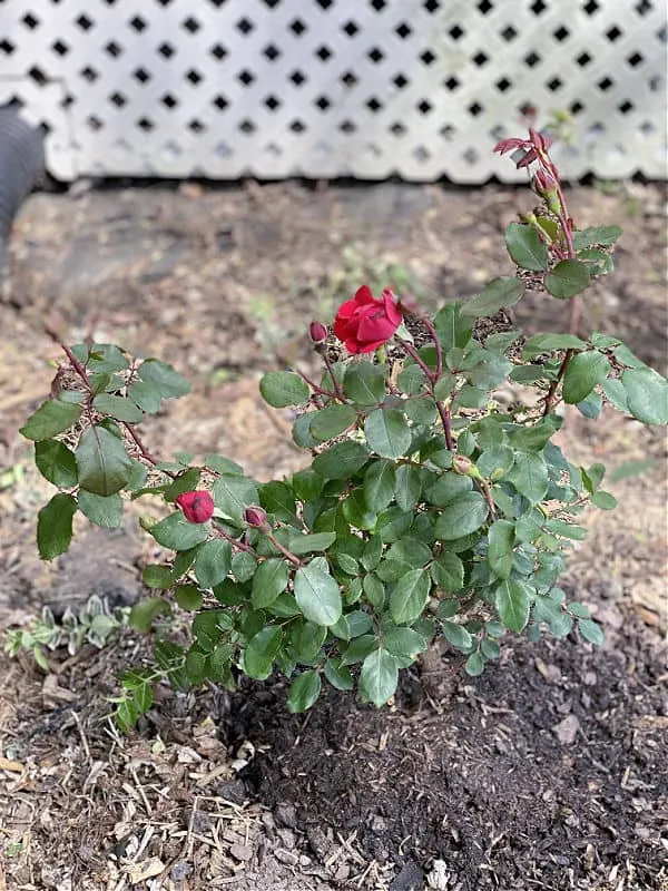 knockout roses from Costco