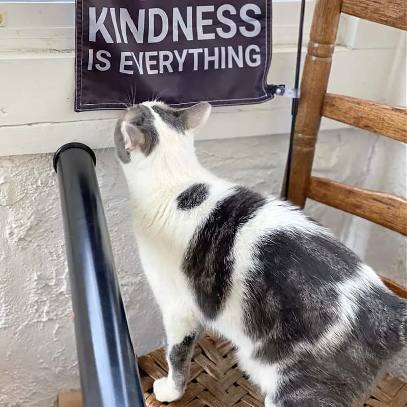 kindness is everything with a cat